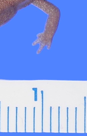 Media type: image; Herpetology A-44573